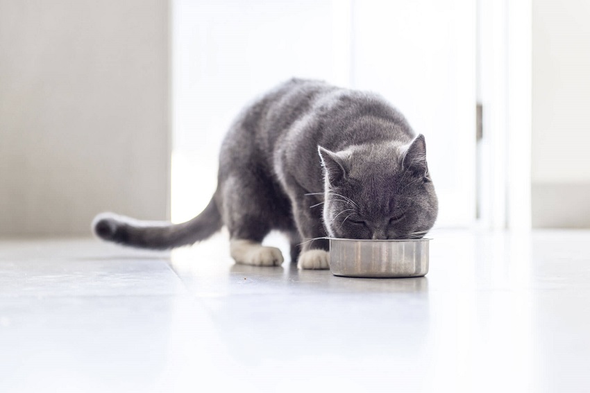 Μπορούν οι γάτες να τρώνε αγκινάρες; Πράγματα που πρέπει να γνωρίζετε