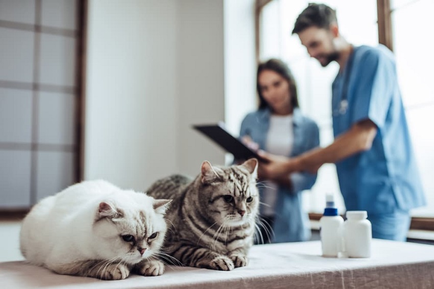 How Often Do You Take A Cat To The Vet? A Complete Guide