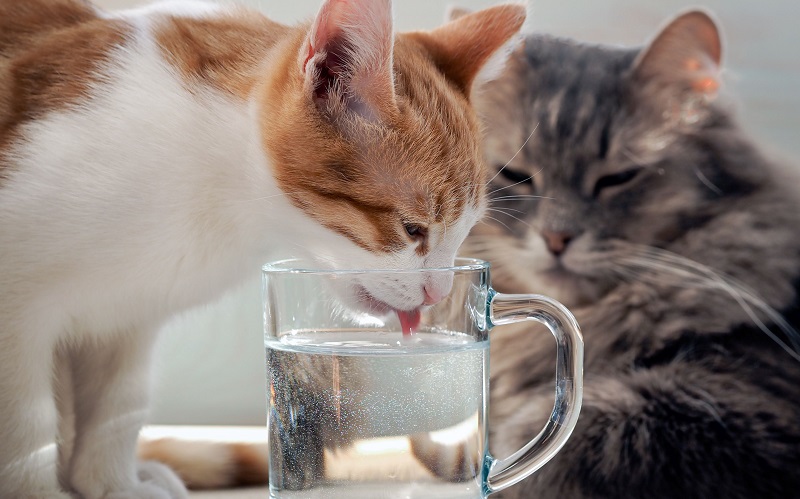 γάτα που πίνει νερό από ένα ποτήρι