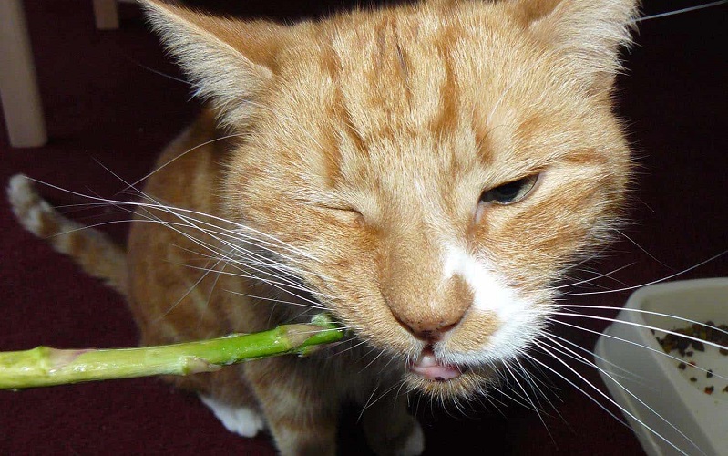 γάτα που τρώει σπαράγγια