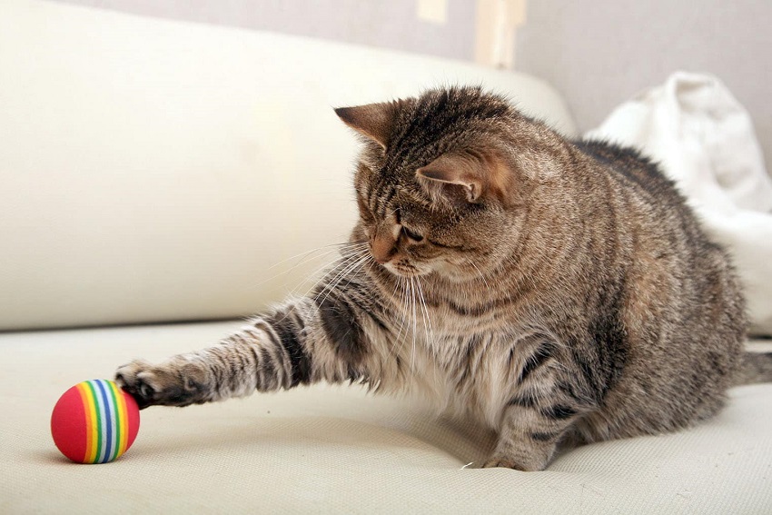 Άσκηση γάτας: 11 συμβουλές για να κάνετε την τεμπέλα γάτα σας να κινείται και να δραστηριοποιείται