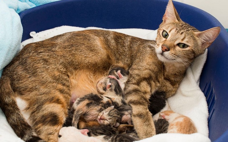 γάτα με νεογέννητα γατάκια