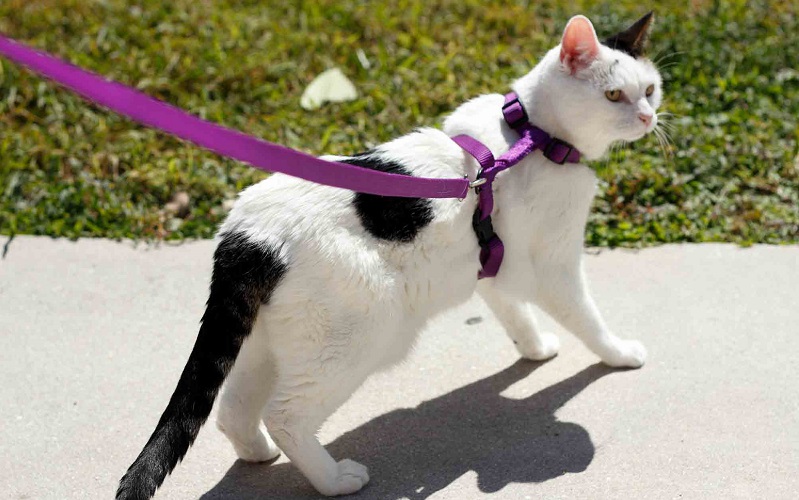 γάτα που περπατά σε ένα λουρί