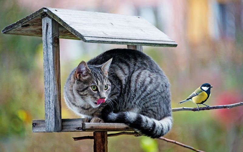 γάτα σε τροφοδότη πουλιών