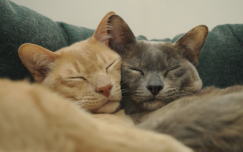 δύο γάτες αγκαλιά