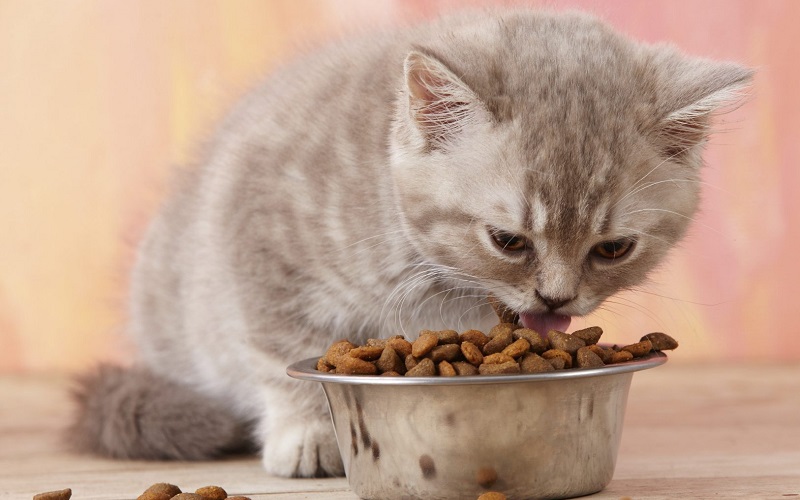 γατάκι που τρώει τροφή για γάτες
