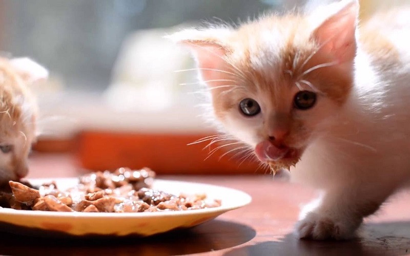 γατάκια που απολαμβάνουν το φαγητό