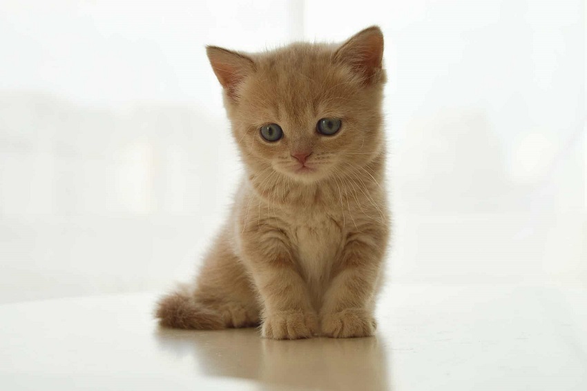 Η Cat Issing at New Kitten: 5 λόγοι για τους οποίους οι γάτες το κάνουν