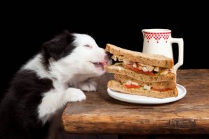 Αποφύγετε την μη ισορροπημένη διατροφή του σκύλου