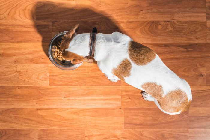 Κάτοψη του σκύλου που τρώει μερίδες τροφής σε μπολ
