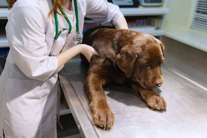 Βαθμολογία κατάστασης σώματος κουταβιού που ελέγχει κτηνίατρο