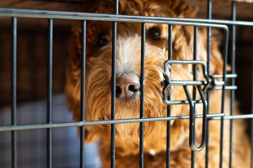 Σκύλος που περιμένει στο κλουβί για τους ιδιοκτήτες