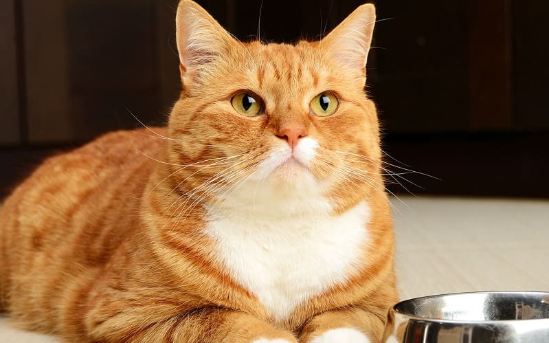 πορτοκαλί γάτα με μπολ φαγητού