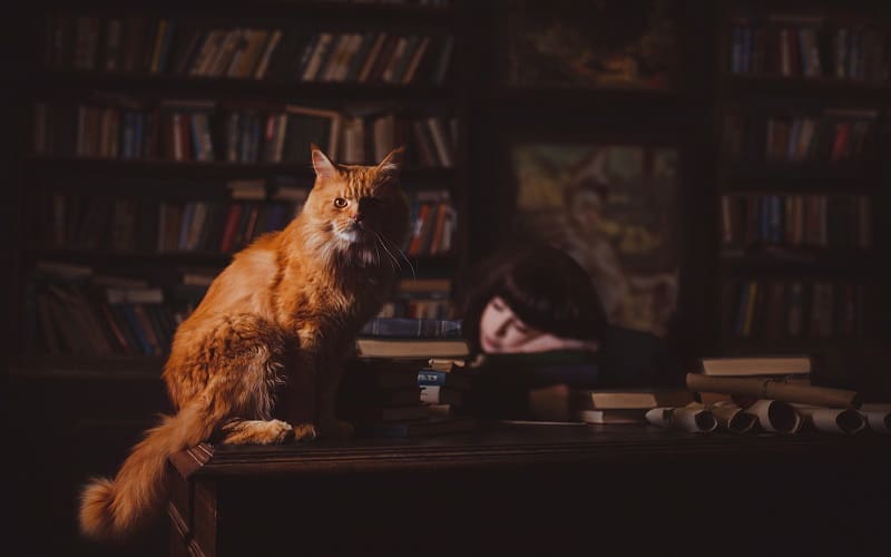 πορτοκαλί γάτα που κάθεται στο τραπέζι στη βιβλιοθήκη