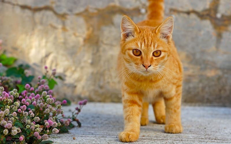 πορτοκαλί γάτα στον κήπο