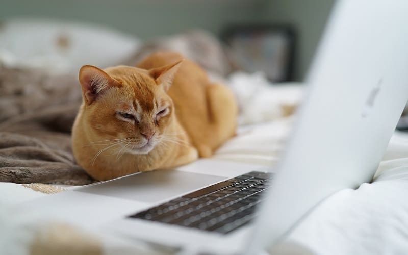 πορτοκαλί γάτα μπροστά από το φορητό υπολογιστή