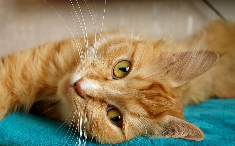 θηλυκή πορτοκαλί γάτα