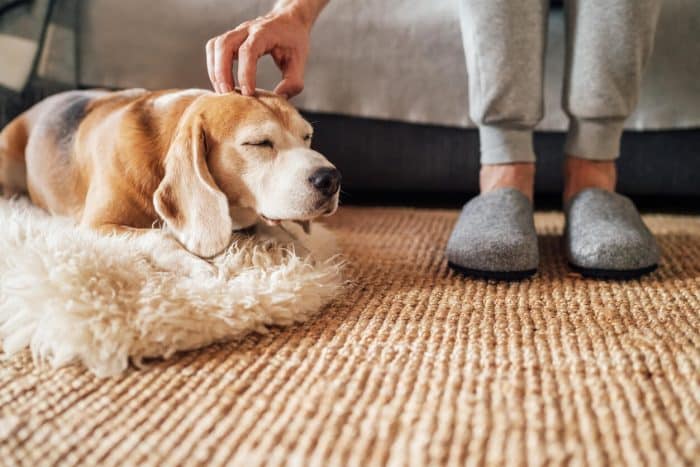 Άτομο κατοικίδια ζώα μεγαλύτερο Beagle κοιμάται στο κρεβάτι σκύλου
