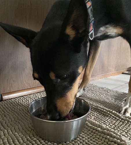 Ο σκύλος τρώει με χαρά την τροφή Raised Right από μεταλλικό μπολ
