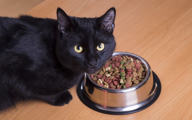 μαύρη γάτα που τρώει τροφή πρωτεΐνης