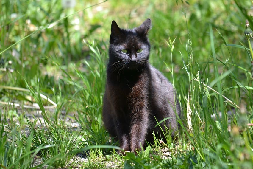 Γιατί η Μαύρη γάτα μου γίνεται καφέ; 7 Πιθανοί Λόγοι