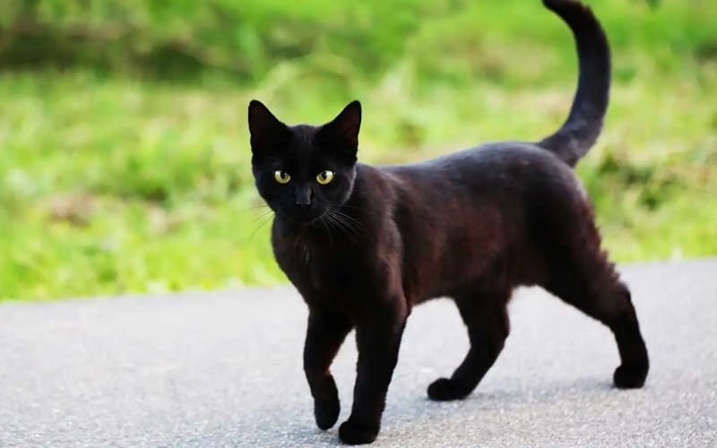 μαύρη γάτα που περπατά στον ήλιο