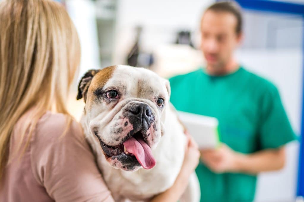 Σκύλος που παίρνει θεραπεία parvo στον κτηνίατρο