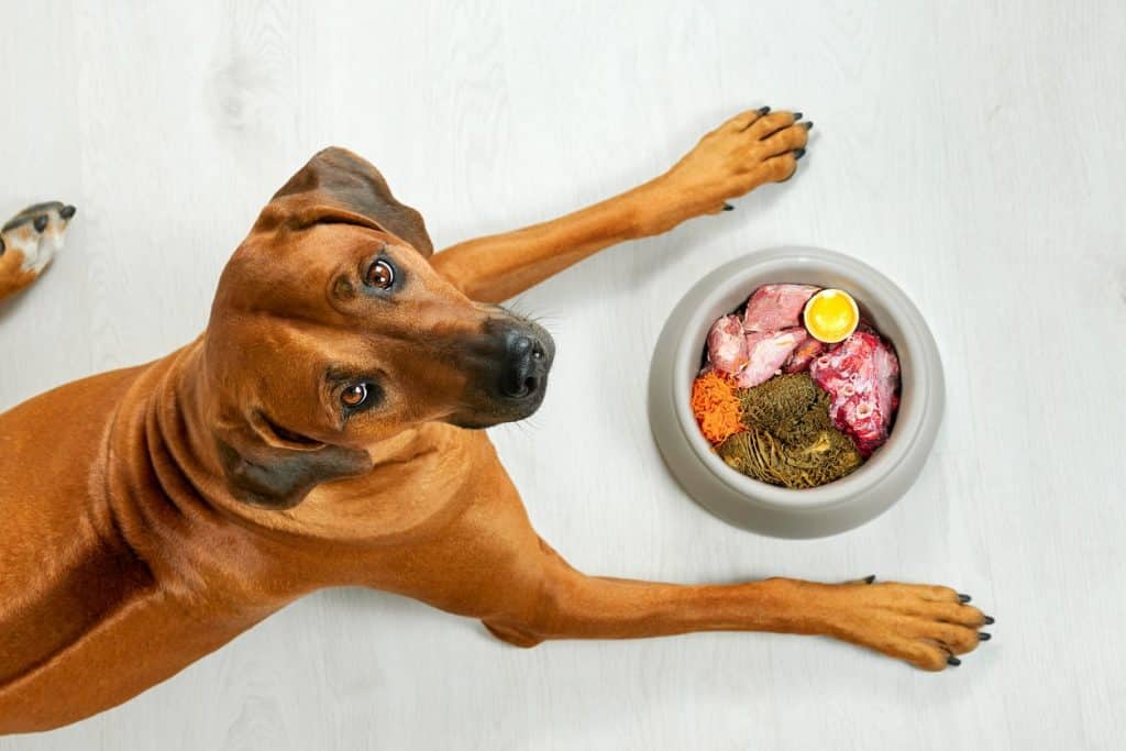 Ένας σκύλος με ωμή τροφή διατροφής