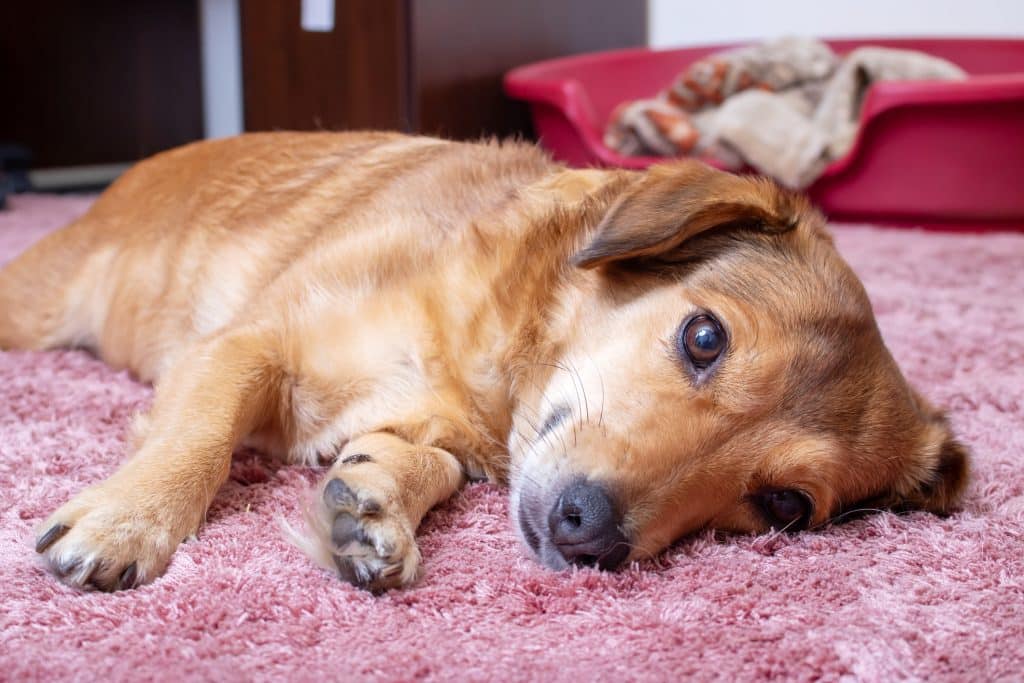 Σκύλος ξαπλωμένος και άρρωστος με παρβοϊό