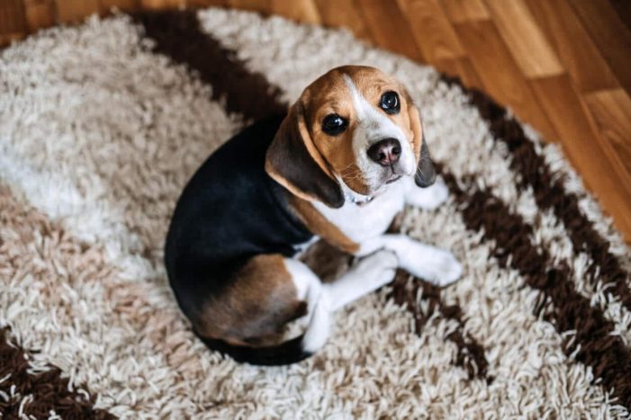 Κουτάβι Beagle κουλουριασμένο στο χαλί κοιτώντας ψηλά