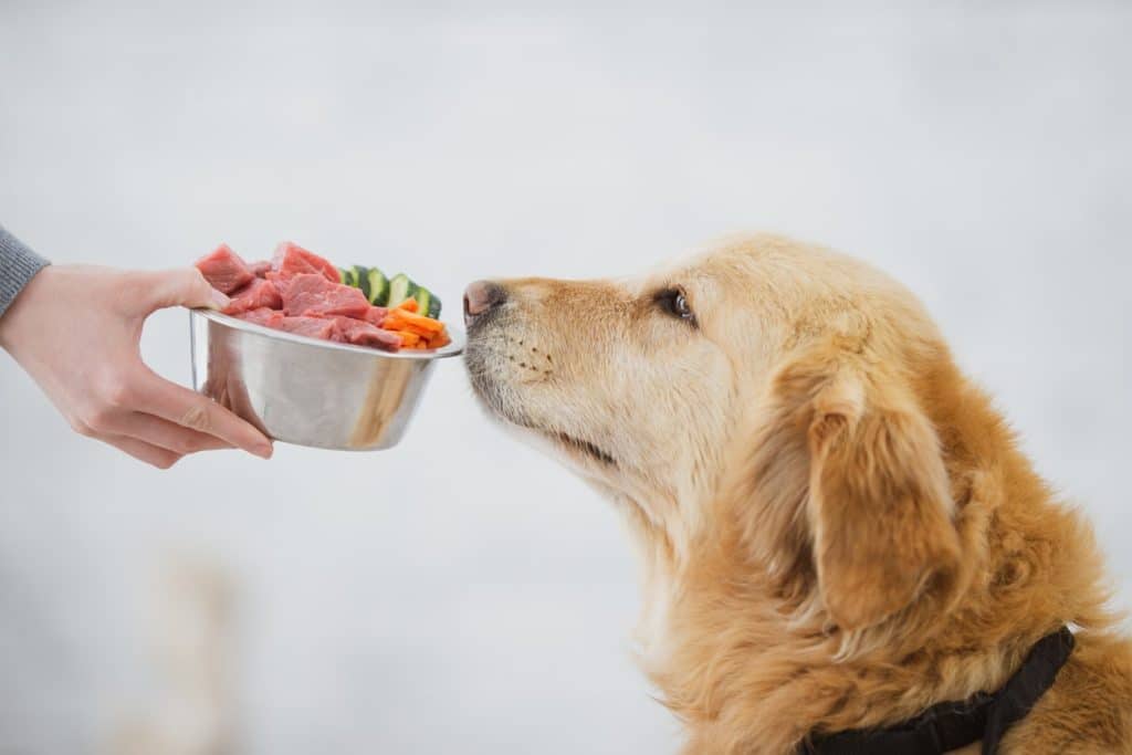 Γονέας κατοικίδιου που ταΐζει τον σκύλο του ωμό κρέας
