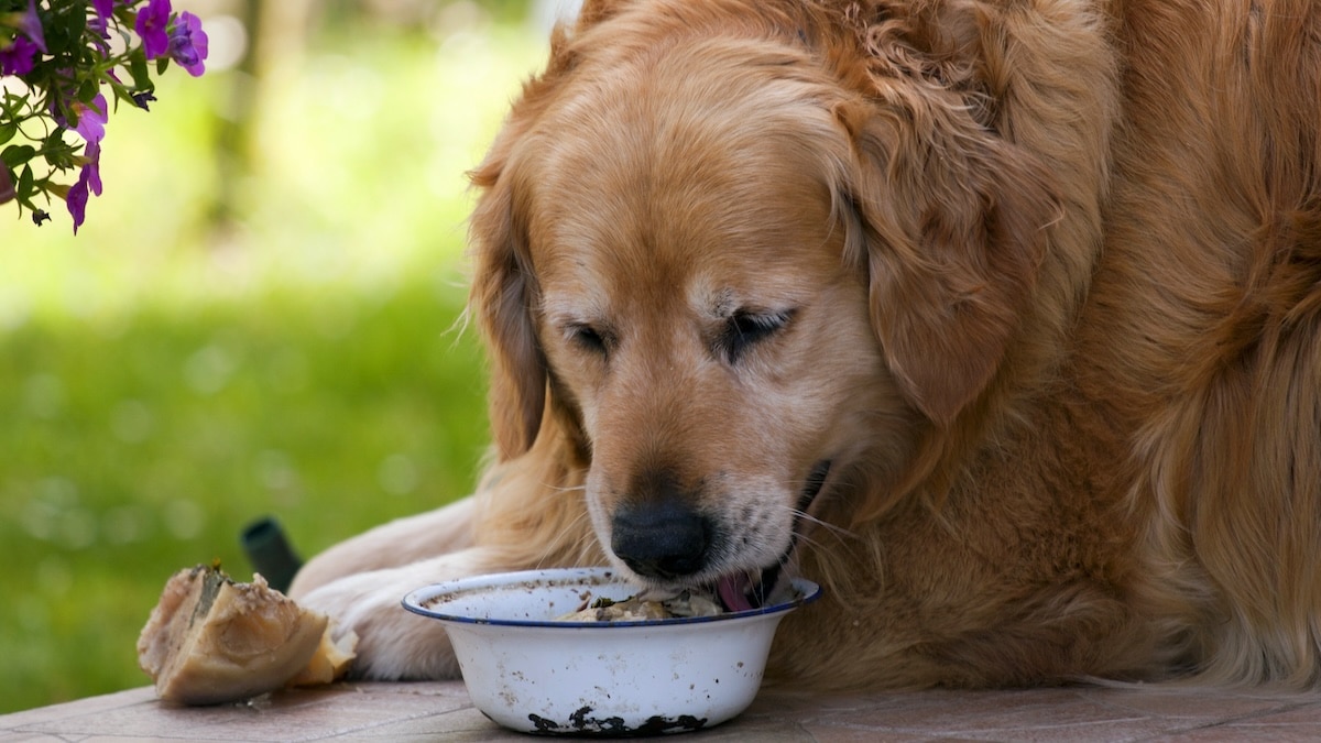 Senior golden retriever eating from his bowl
