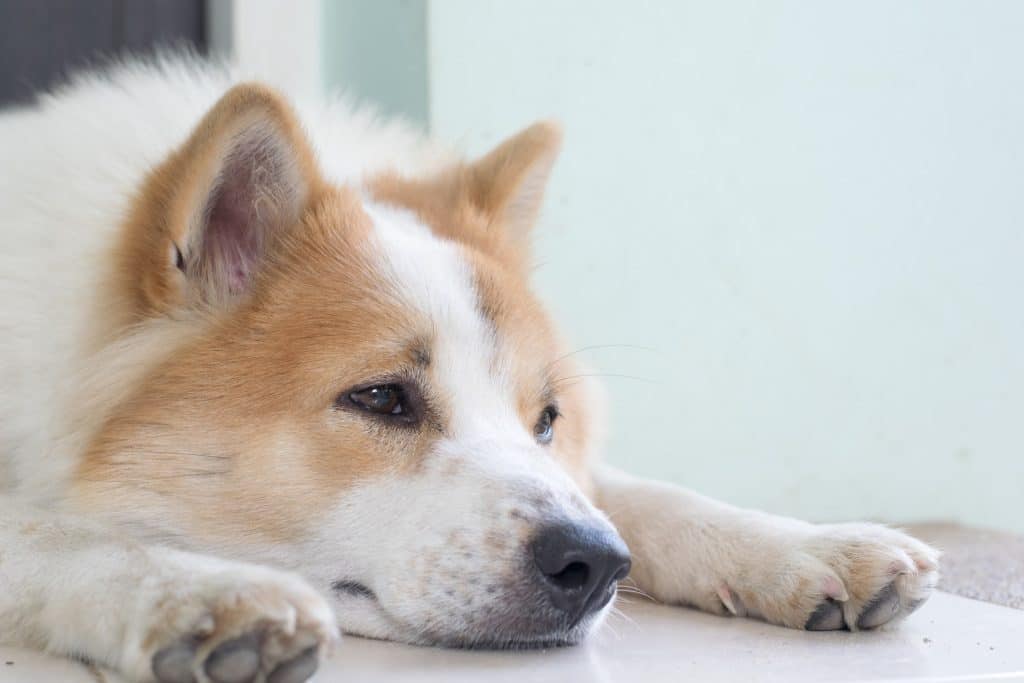 Ένα ληθαργικό σκυλί που φαίνεται άρρωστο και δυστυχισμένο