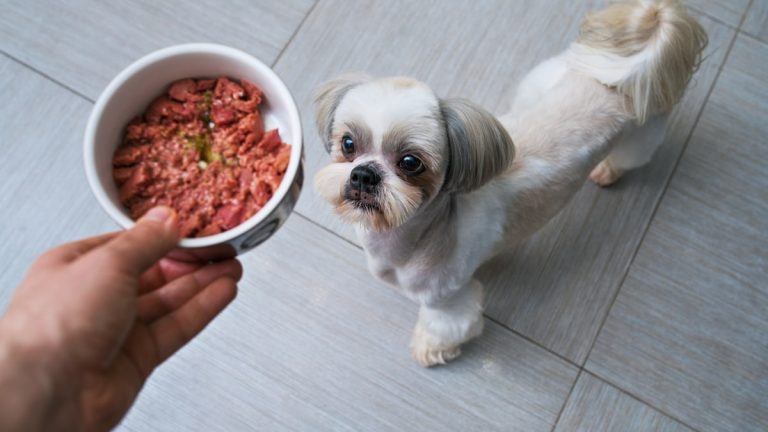 χειροποίητη τροφή για σκύλους