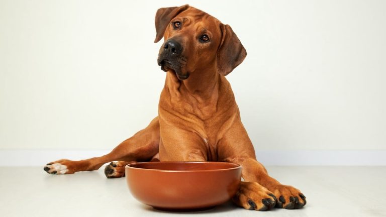 Τι να ταΐσετε τον σκύλο σας εάν σας τελείωσε η τροφή για σκύλους